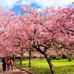 Bunga Sakura Mekar Sempurna di Seoul
