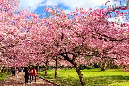 Bunga Sakura Mekar Sempurna di Seoul