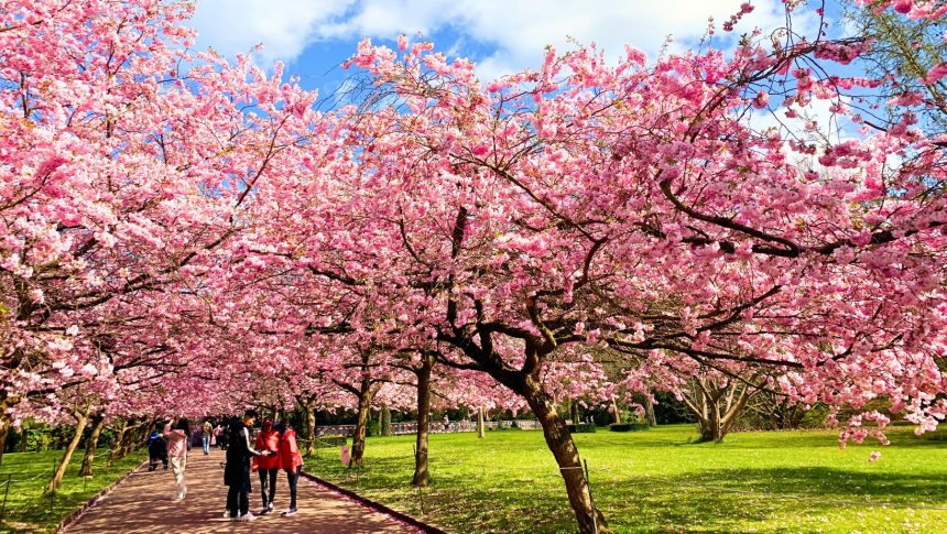 Bunga Sakura Mekar Sempurna di Seoul