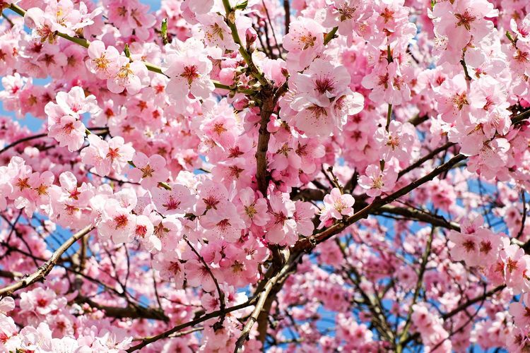 Bunga Sakura Mekar Sempurna di Seoul