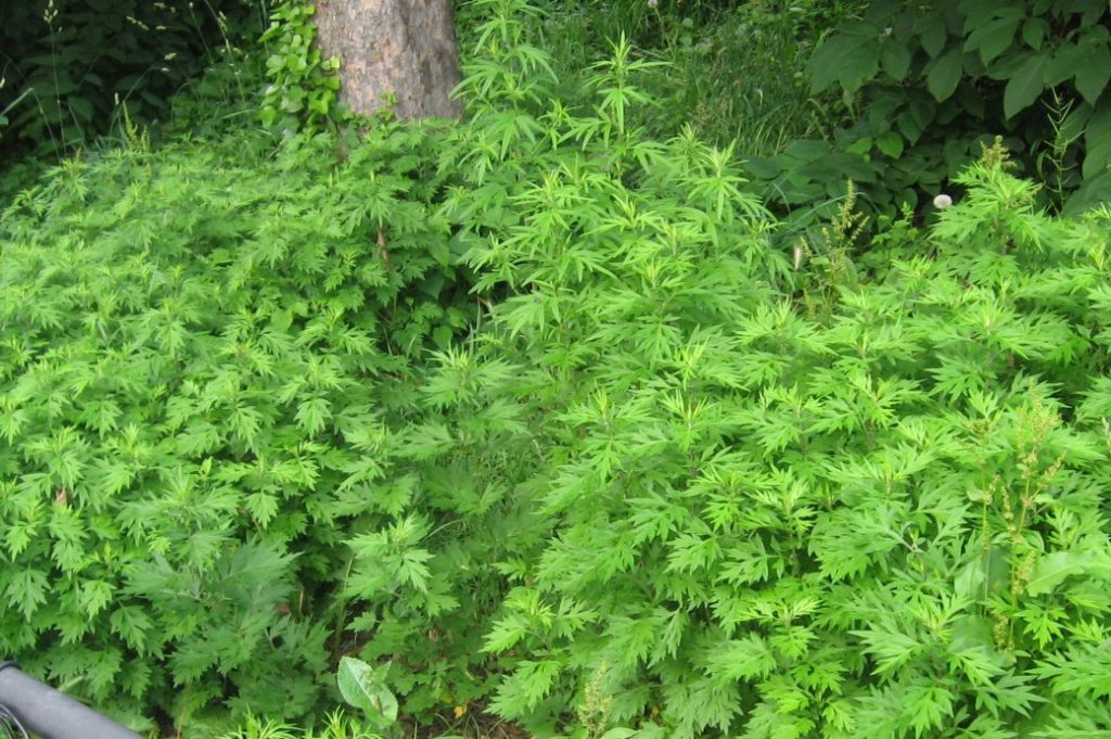 Mugwort