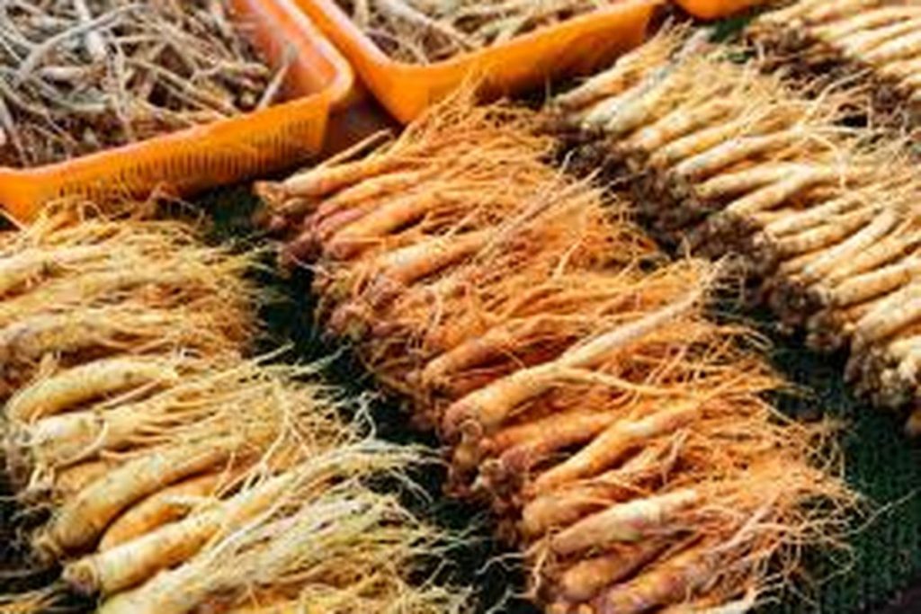 Cara Konsumsi Ginseng Merah Korea