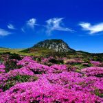 Tips Mendaki Gunung Hallasan Hingga Sampai ke Puncak