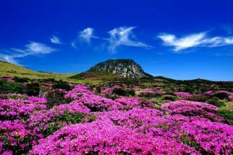 Tips Mendaki Gunung Hallasan Hingga Sampai ke Puncak