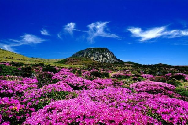 Tips Mendaki Gunung Hallasan Hingga Sampai ke Puncak